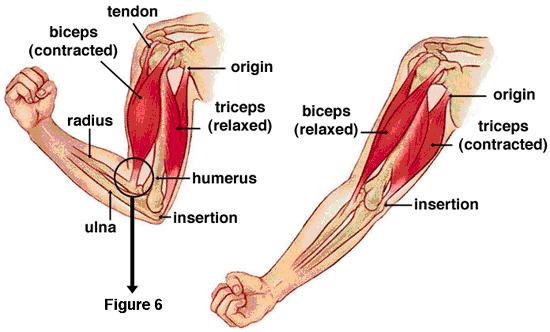 armmuscles
